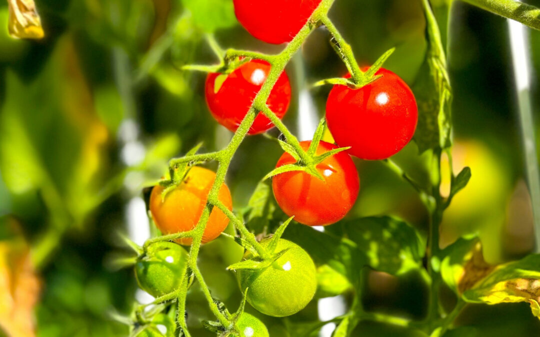 Cherry Tomatoes