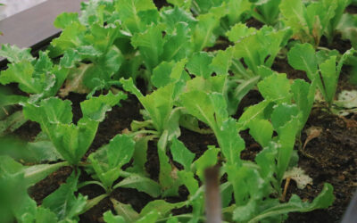 Arugula