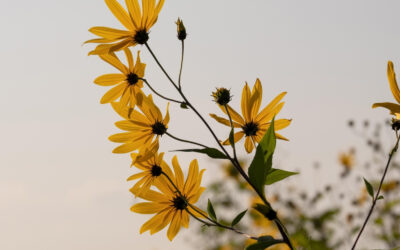 Sunchokes (Jerusalem artichokes)