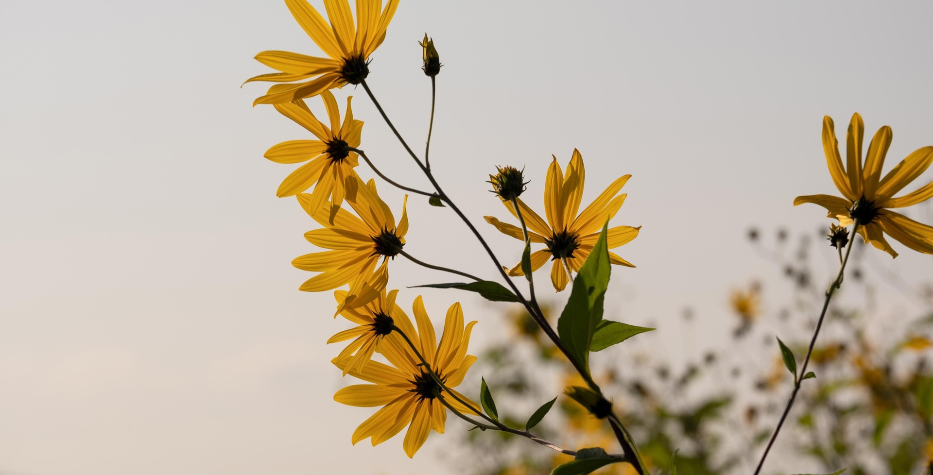 Sunchokes (Jerusalem artichokes)