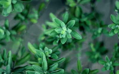 Thyme