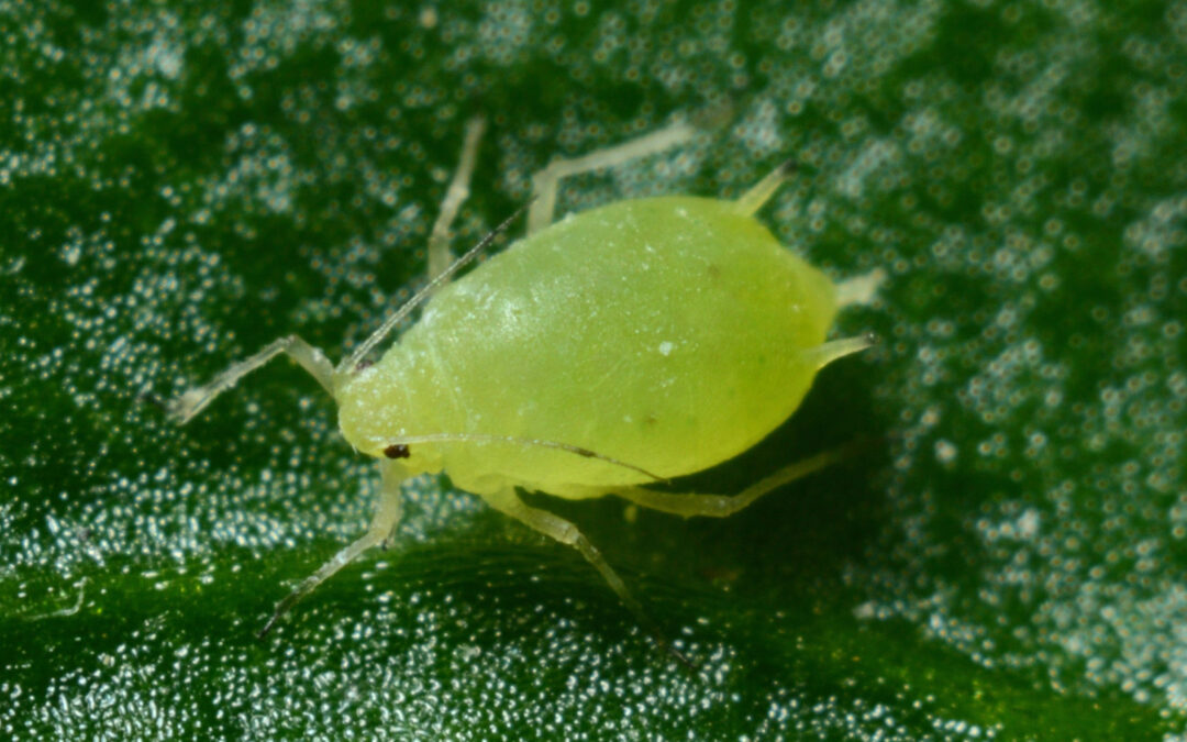 Aphids