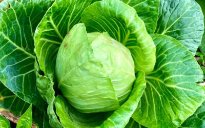 Cabbage