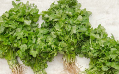 Cilantro