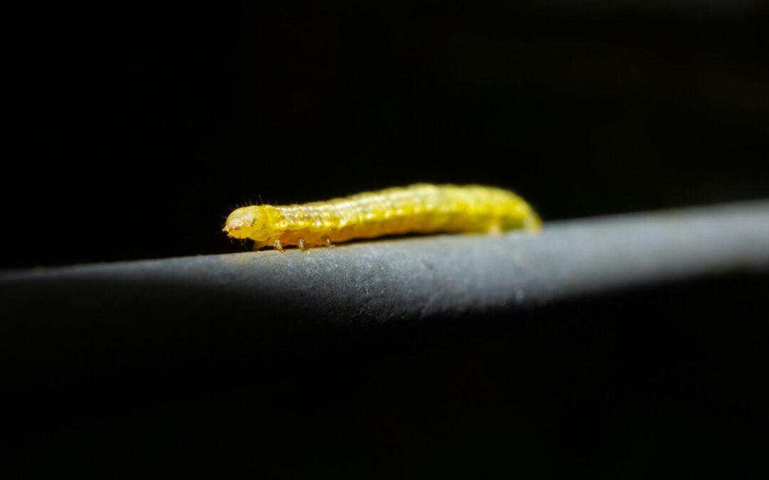 Cutworms: Managing garden pests