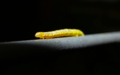 Cutworms: Managing garden pests