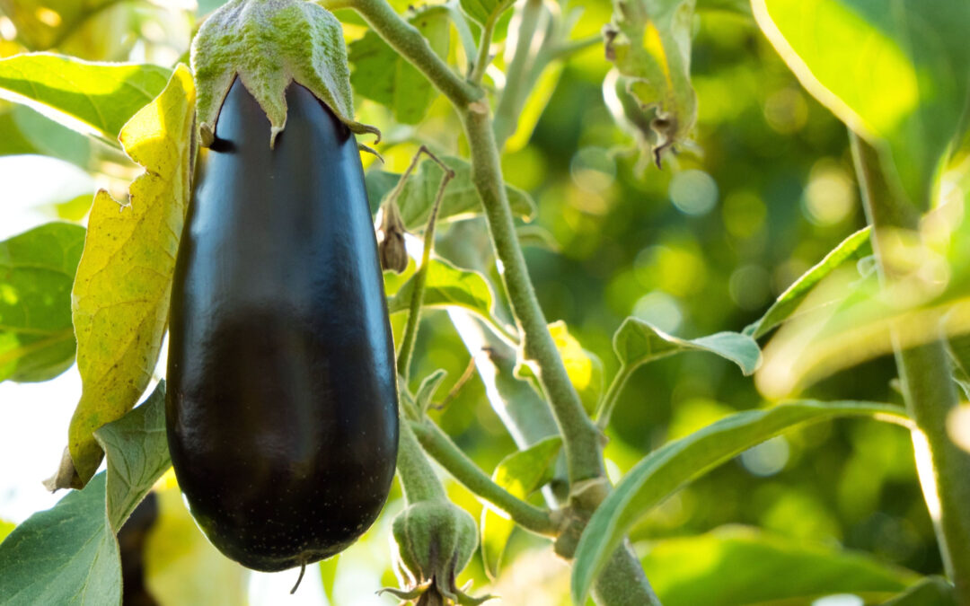 Eggplant