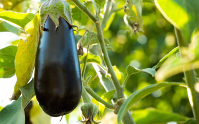 Eggplant
