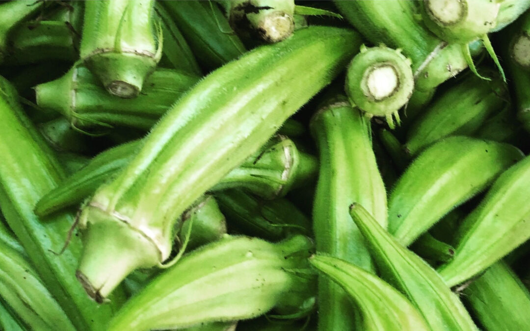 Okra