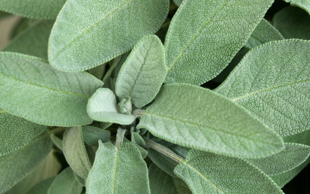 Sage