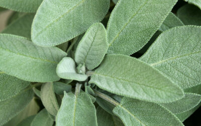 Sage