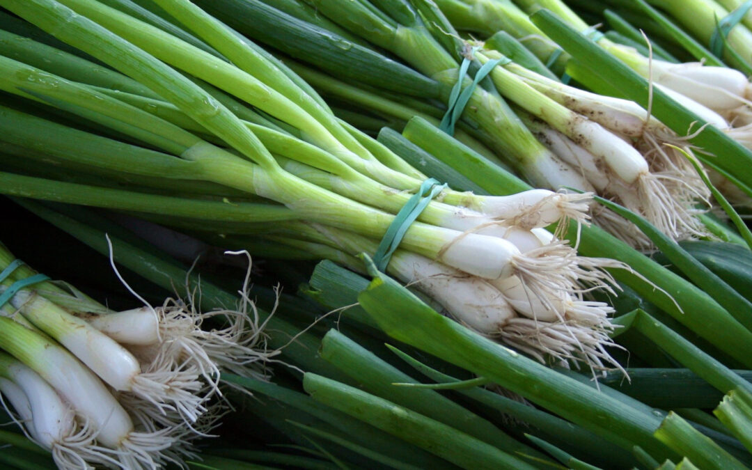 Scallions