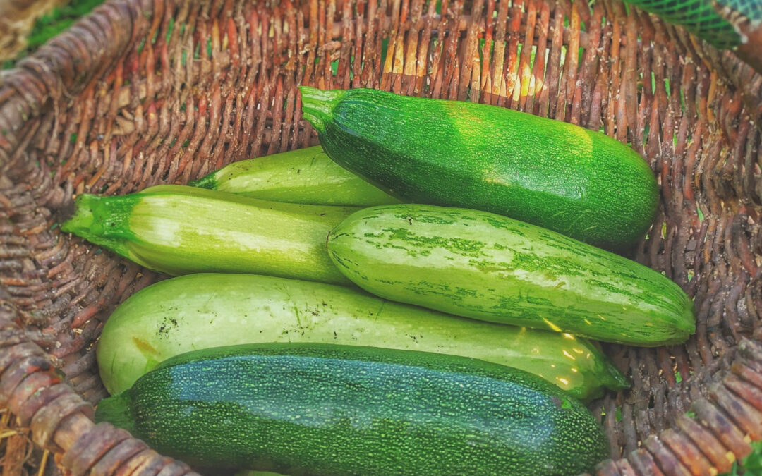 Zucchini
