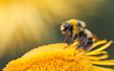 How to Attract Bees to your Garden: Easy tips for a buzzing backyeard.