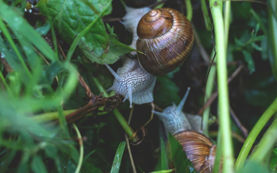 Garden Snail Solutions