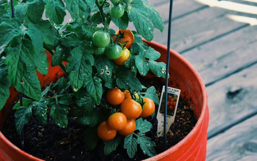 How to Grow Tomatoes in Containers: A Simple Guide for Big Yield
