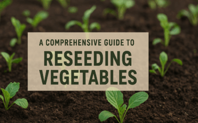 A Comprehensive Guide to Reseeding